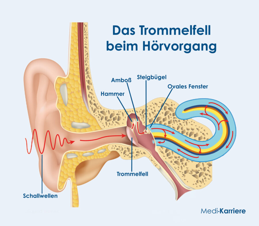 Grafik Trommelfell