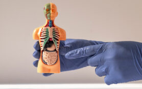 Hand,Holding,3d,Human,Model,With,Inner,Organ,System.,Anatomy