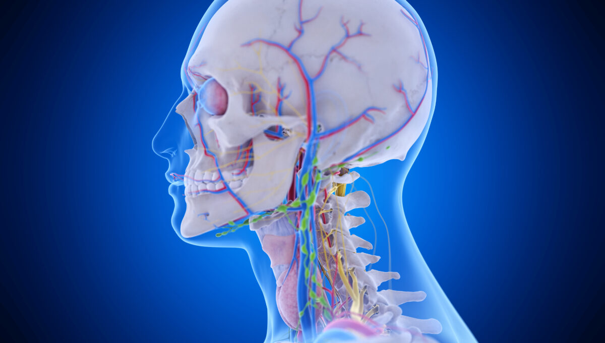 3d,Rendered,Medically,Accurate,Illustration,Of,The,Head,Anatomy