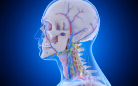 3d,Rendered,Medically,Accurate,Illustration,Of,The,Head,Anatomy
