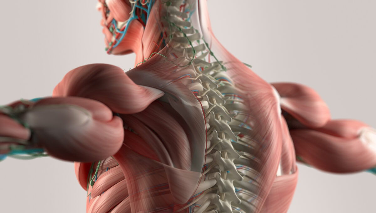 Human,Anatomy,Spine.