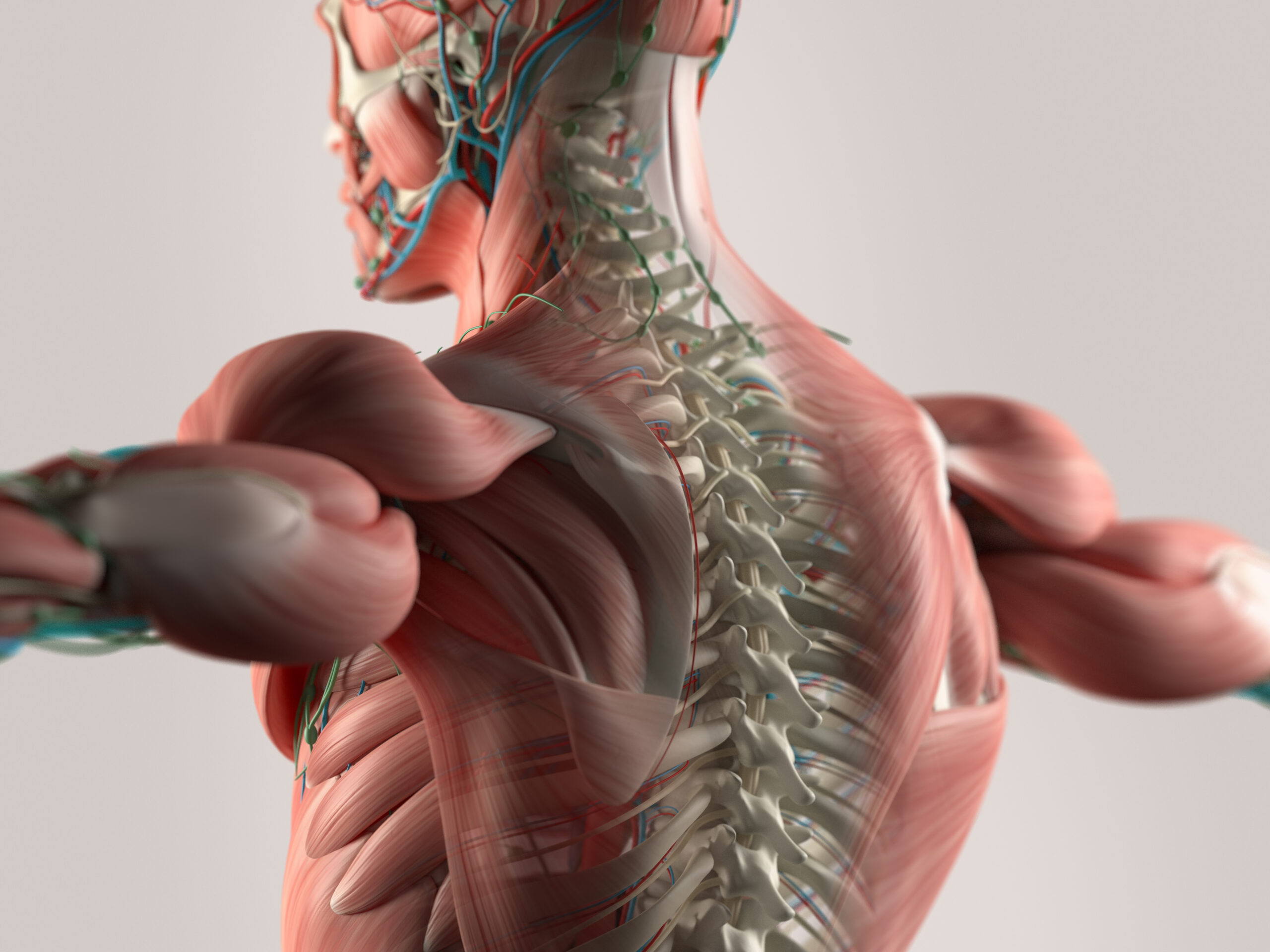 Human,Anatomy,Spine.