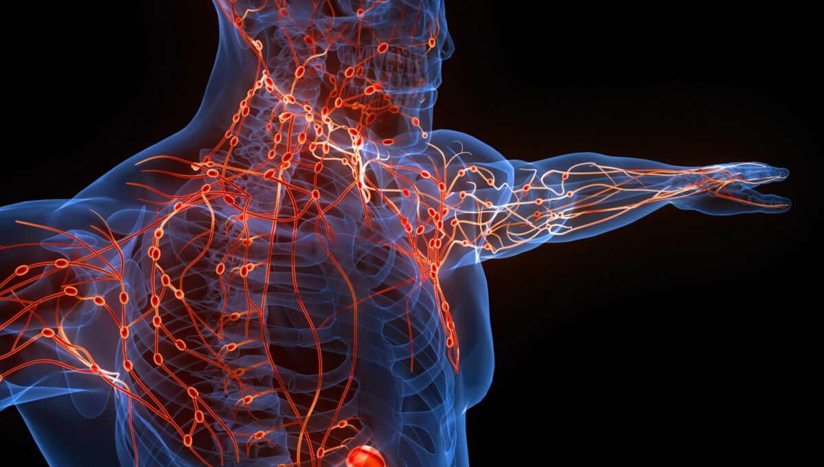 Human,Internal,System,Lymph,Nodes,Anatomy.,3d