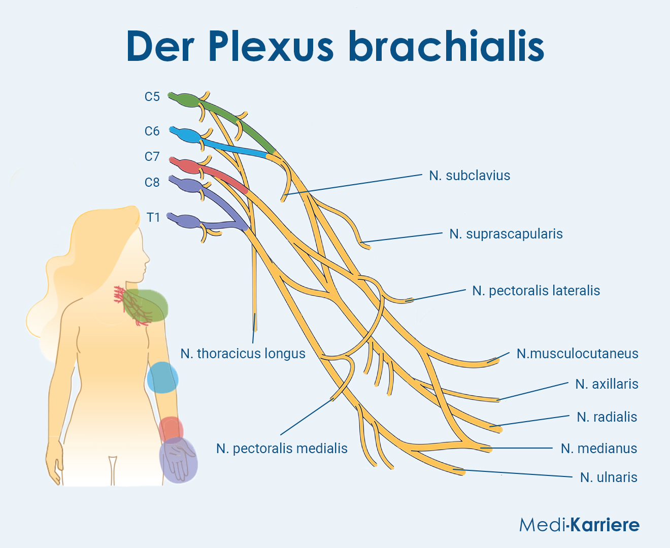 Plexus Brachialis Nervus Suprascapularis WAEXX