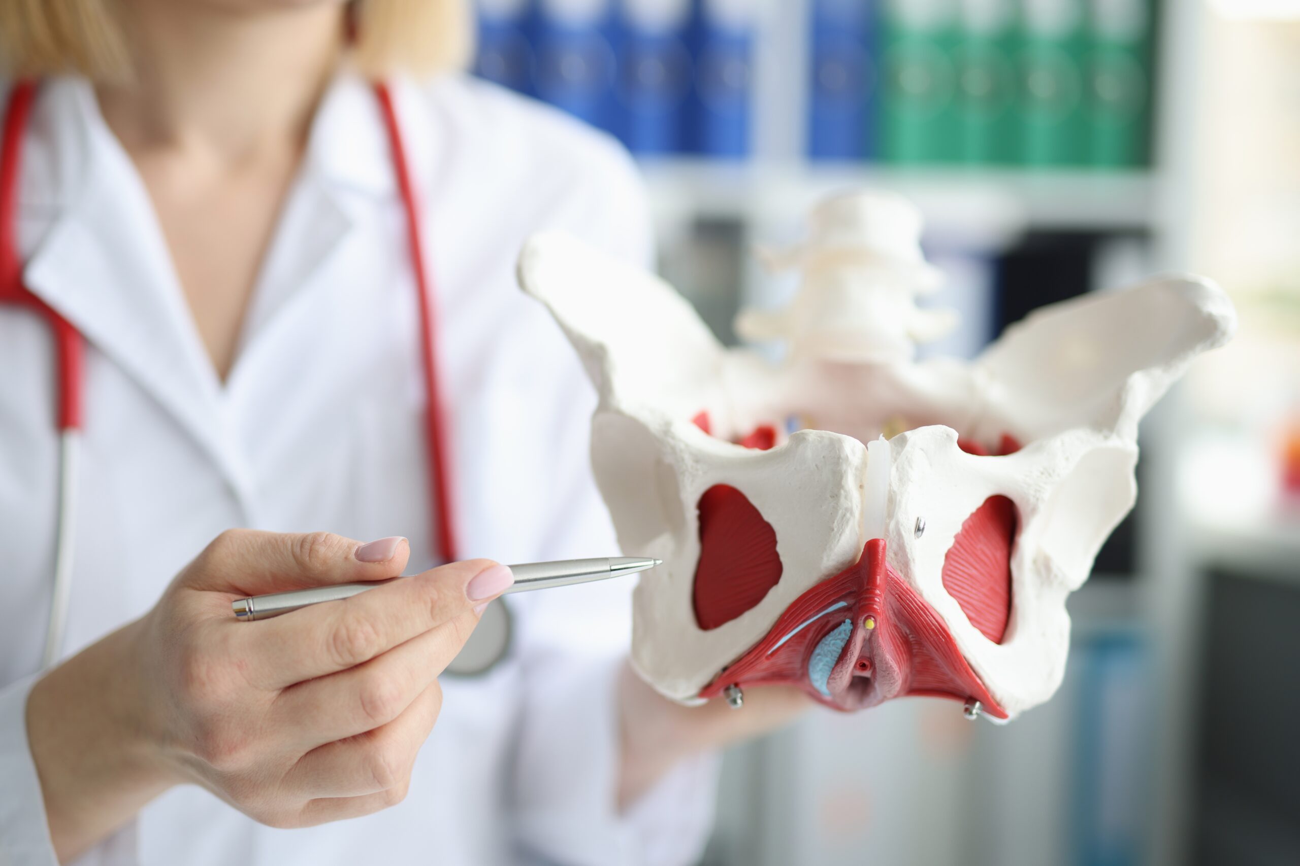 Doctor,Gynecologist,Showing,Layout,Of,Female,Pelvis,With,Muscles,Closeup