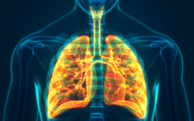 Human,Respiratory,System,Lungs,Anatomy.,3d