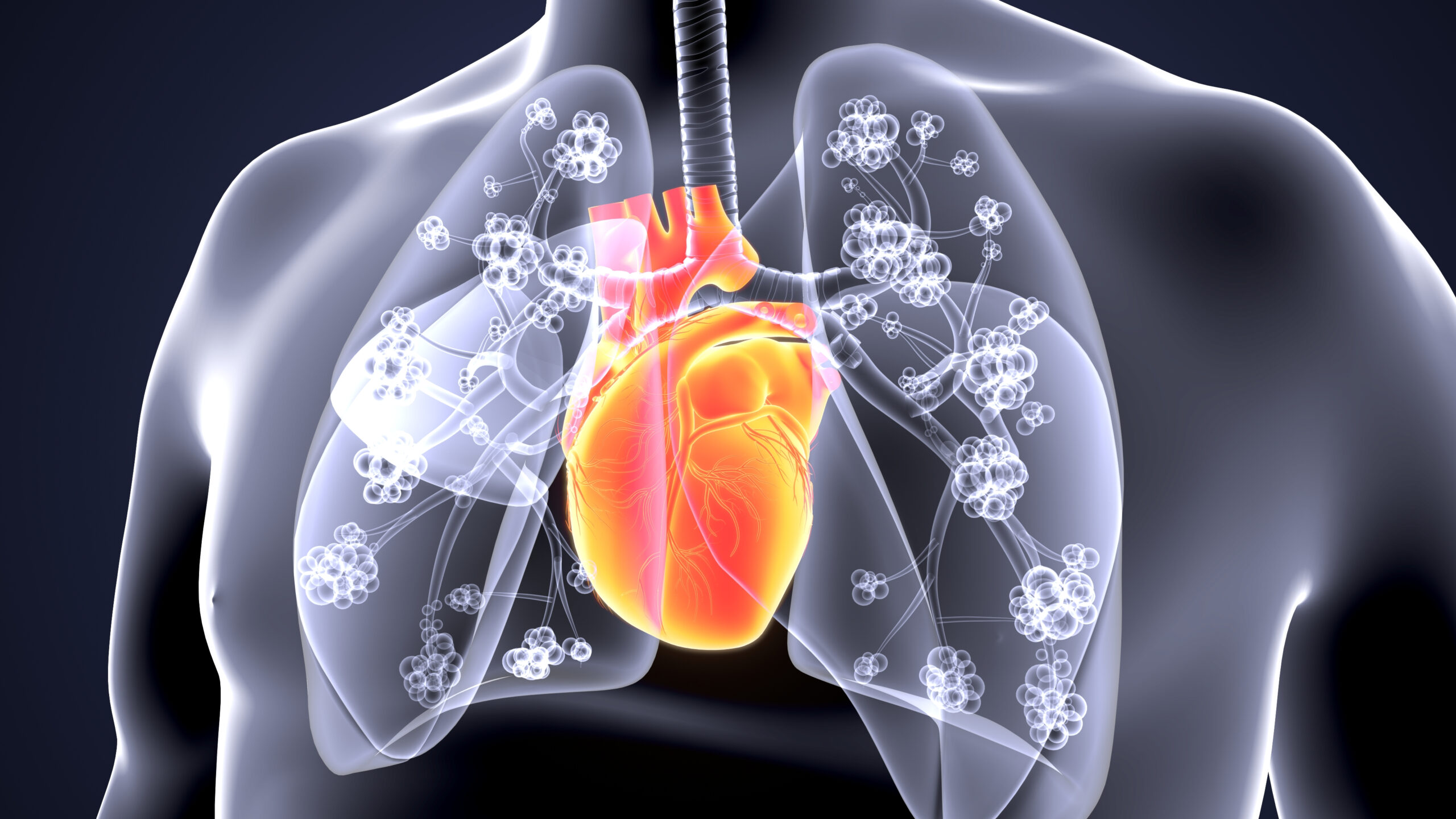 3d,Render,Of,Human,Respiration,System,And,Heart,Anatomy,System