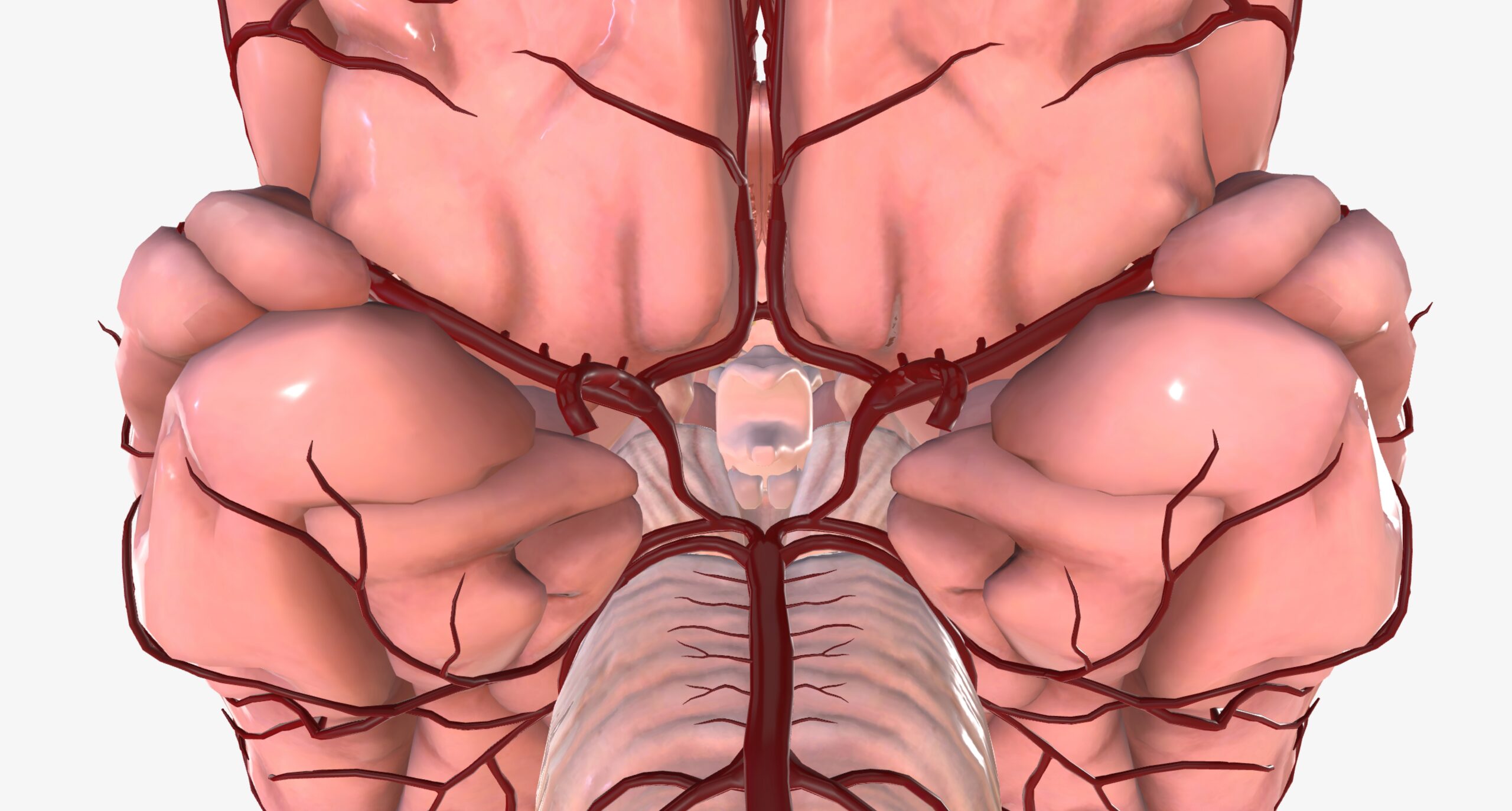 The,Circle,Of,Willis,Is,The,Circulatory,Anastomosis,That,Supplies