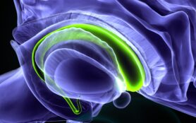 3d,Illustration,Of,Human,Corpus,Callosum,Brain,Anatomy.