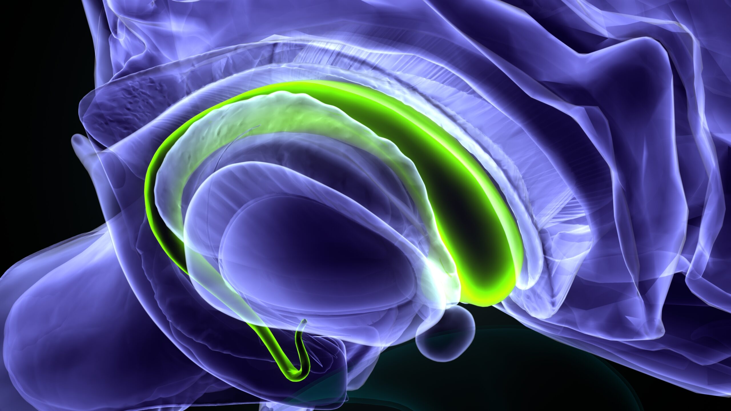 3d,Illustration,Of,Human,Corpus,Callosum,Brain,Anatomy.