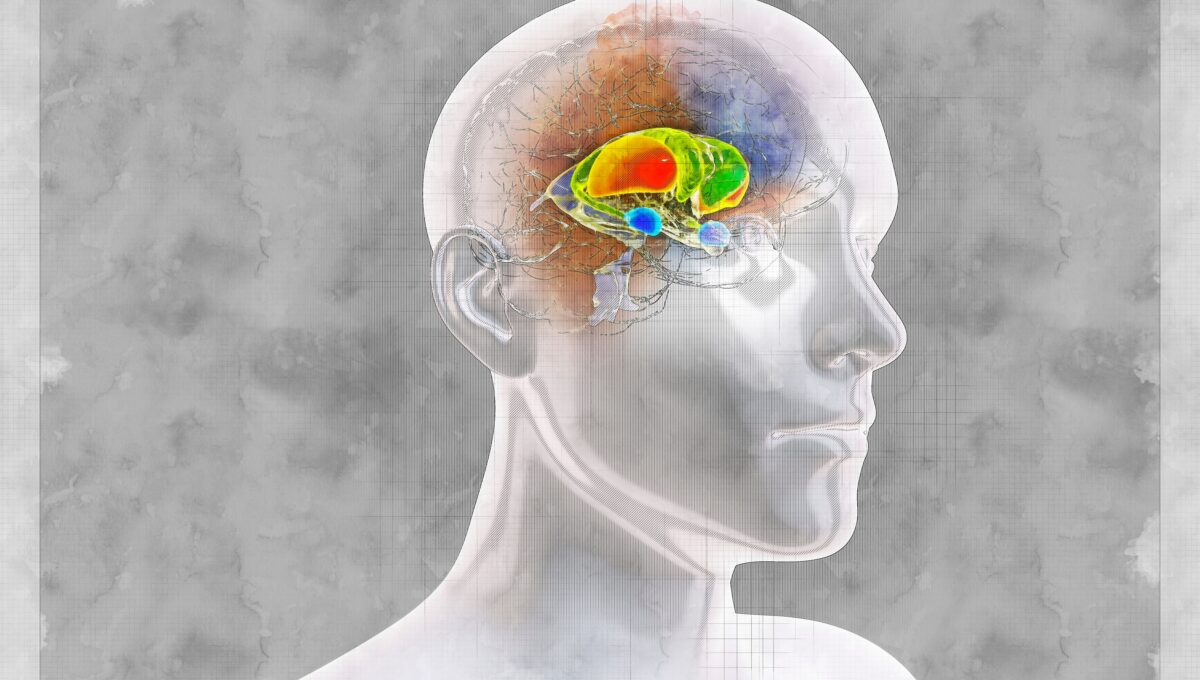 Brain,Dorsal,Striatum,Anatomy,,3d,Illustration,In,Sketch,Style.,The