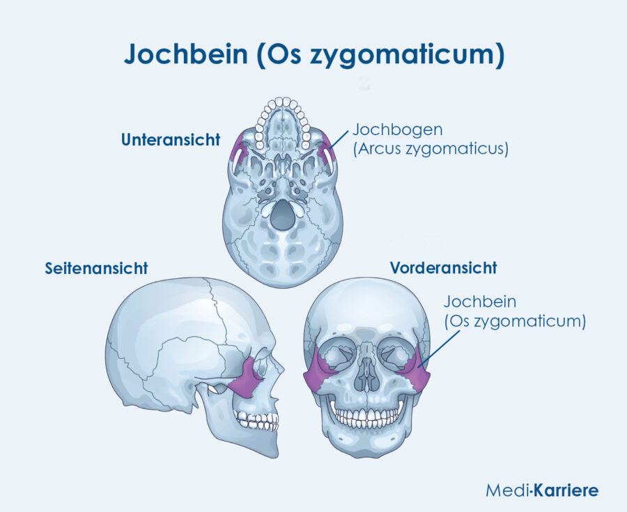 Grafik Jochbein