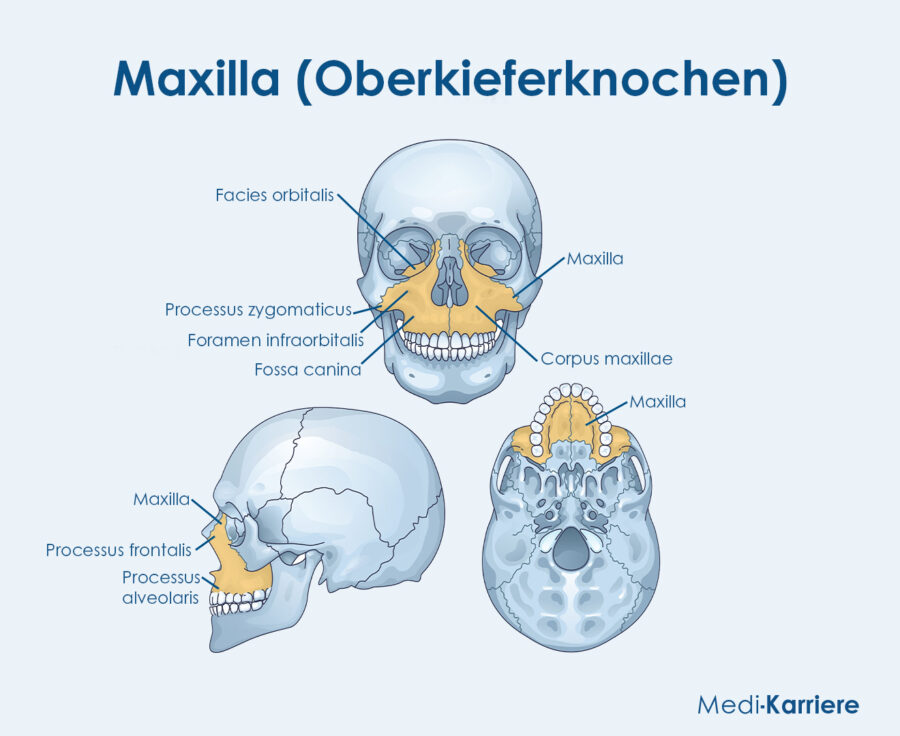 Grafik Maxilla
