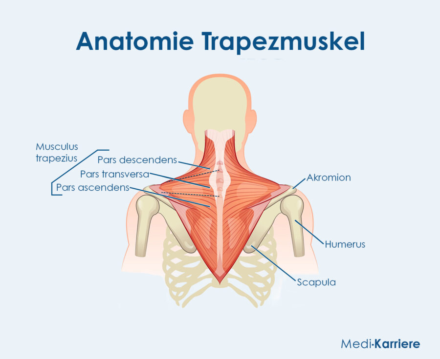 Grafik Trapezmuskel