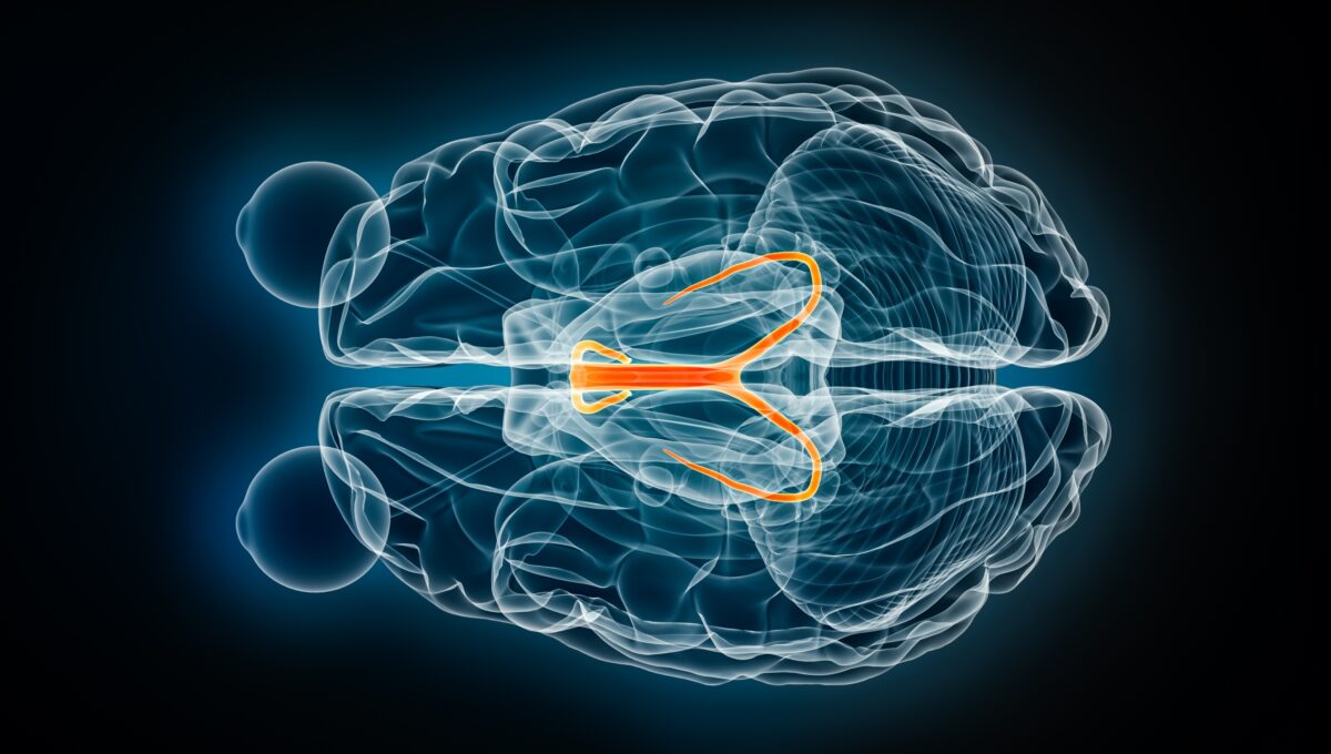 Fornix,X Ray,Superior,Or,Top,View,3d,Rendering,Illustration.,Human