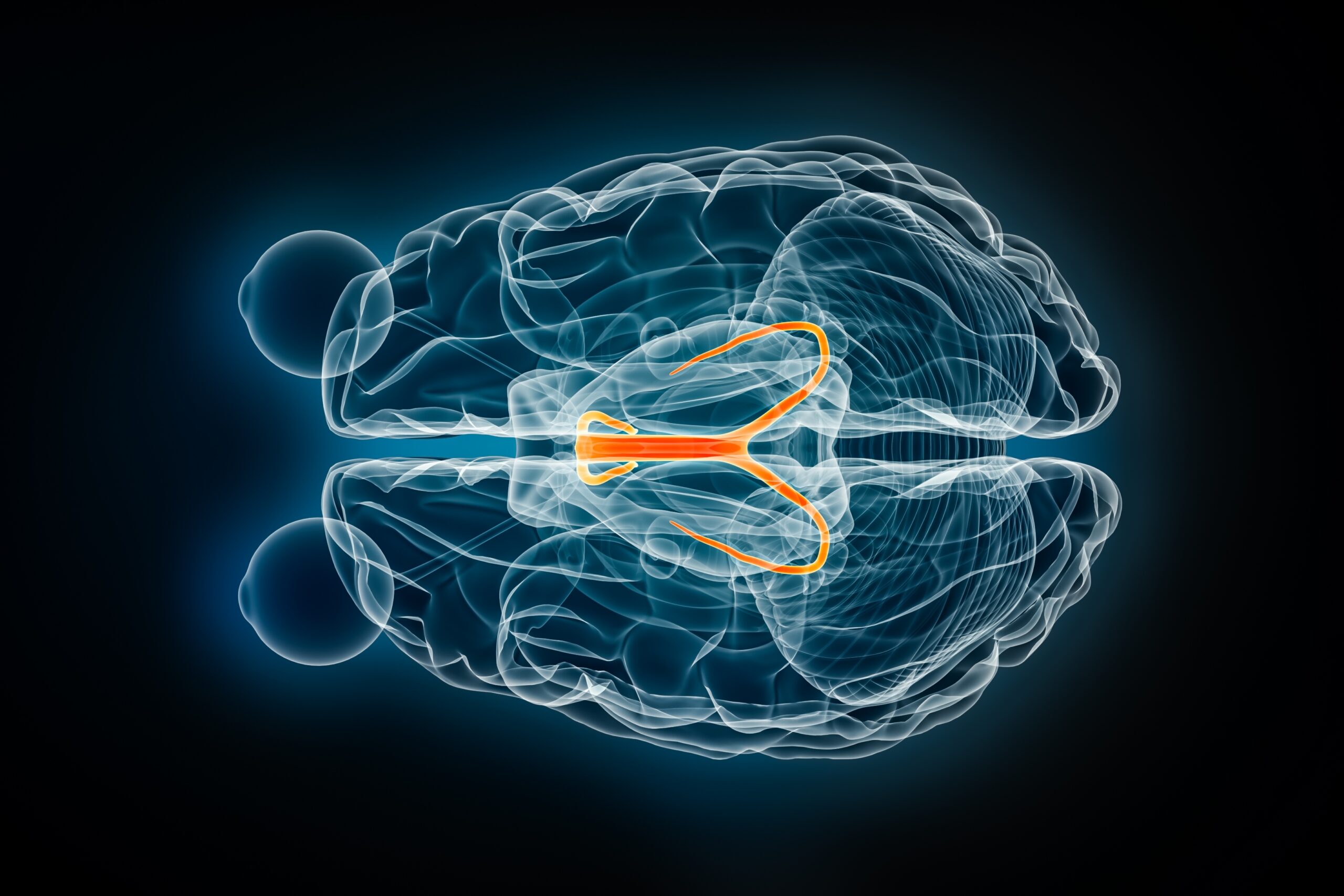 Fornix,X Ray,Superior,Or,Top,View,3d,Rendering,Illustration.,Human
