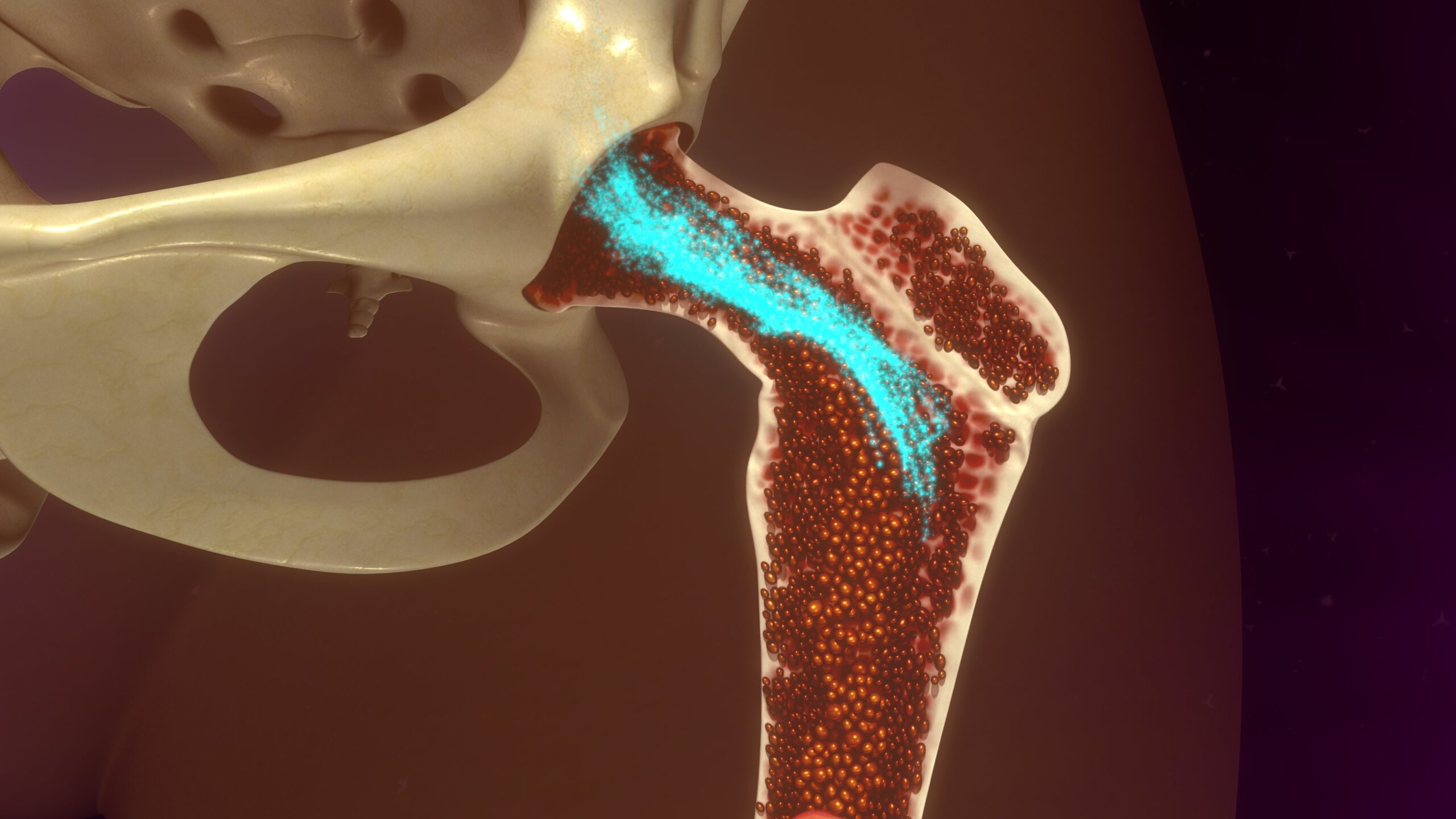 Bone,Marrow,3d,Illustration