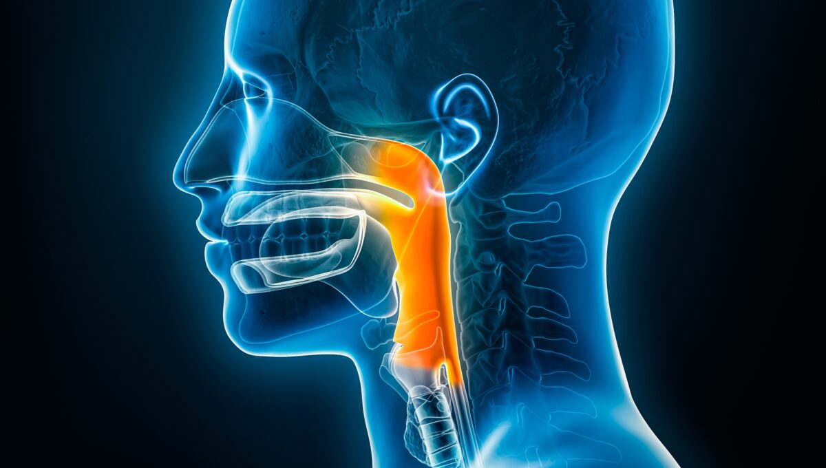 Xray,Lateral,Or,Profile,View,Of,The,Pharynx,3d,Rendering