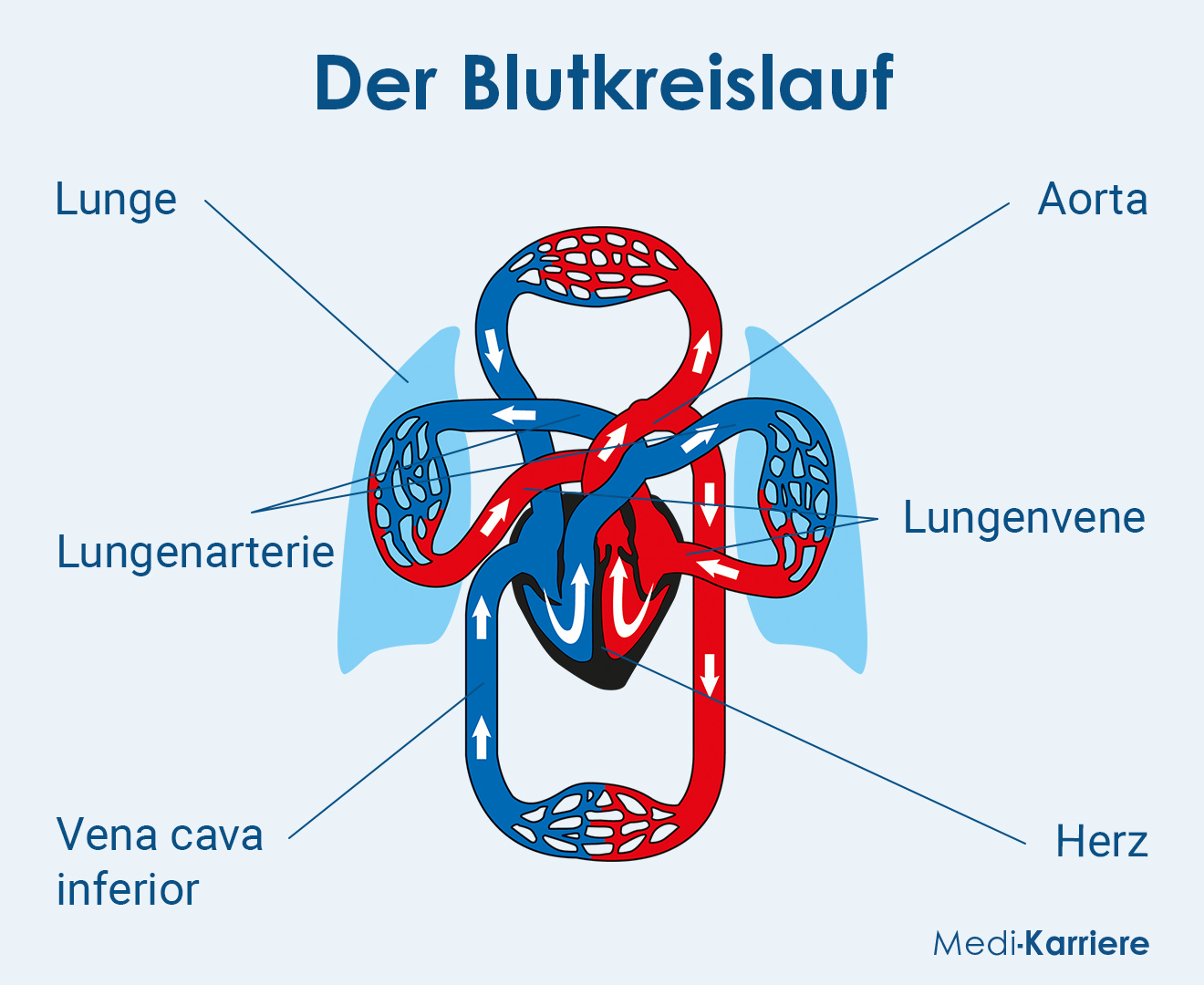 Blutkreislauf Grafik