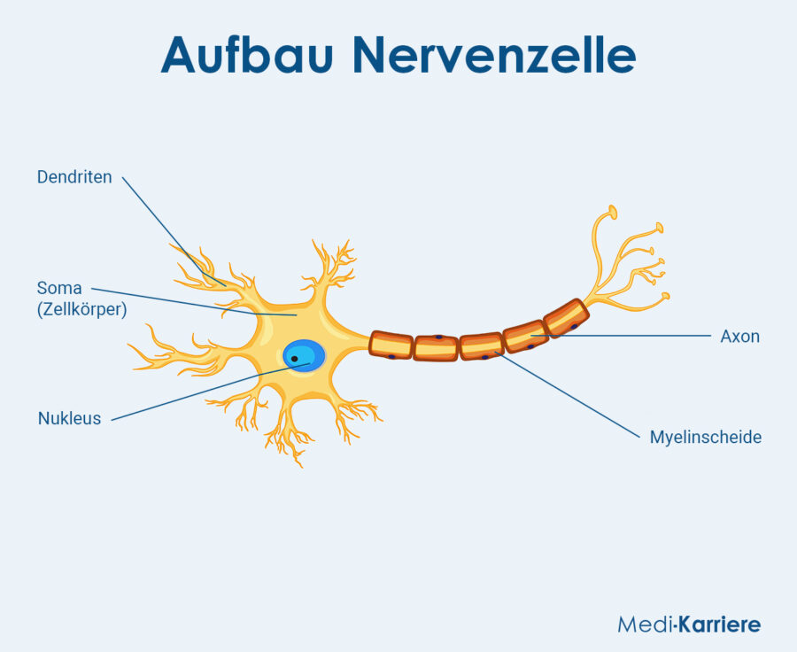 Das Neuron: Aufbau und Funktion | Medi-Karriere