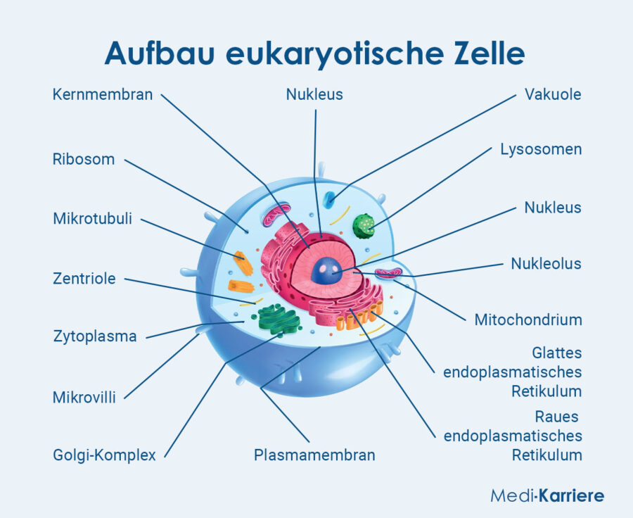 Grafik Zelle