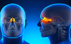 Male,Ethmoid,Skull,Anatomy, ,Blue,Concept