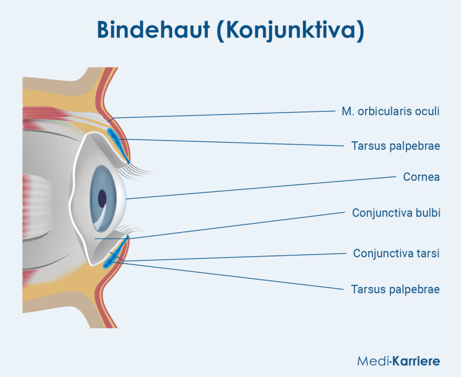 Grafik Bindeshaut
