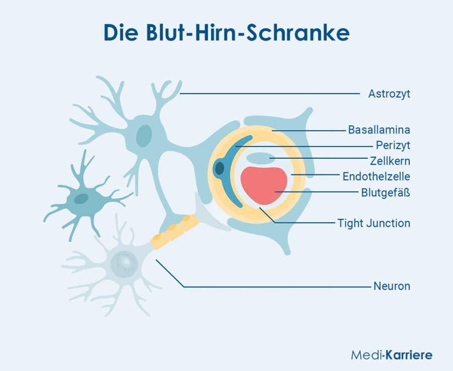 Grafik Blut Hirn Schranke