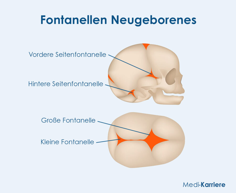 Grafik Fontanelle