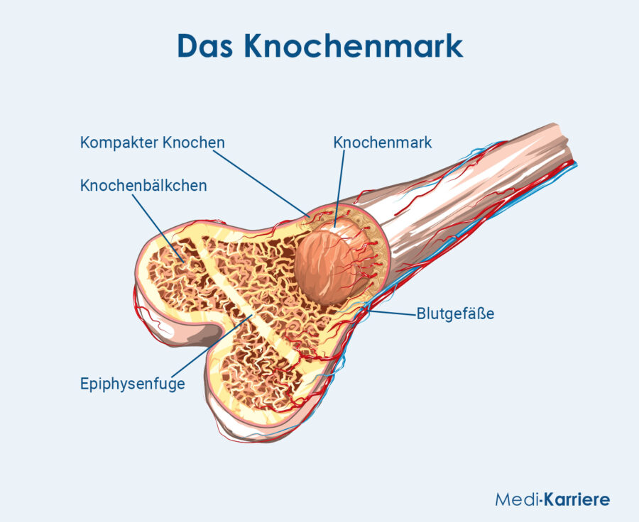 Grafik Knochenmark