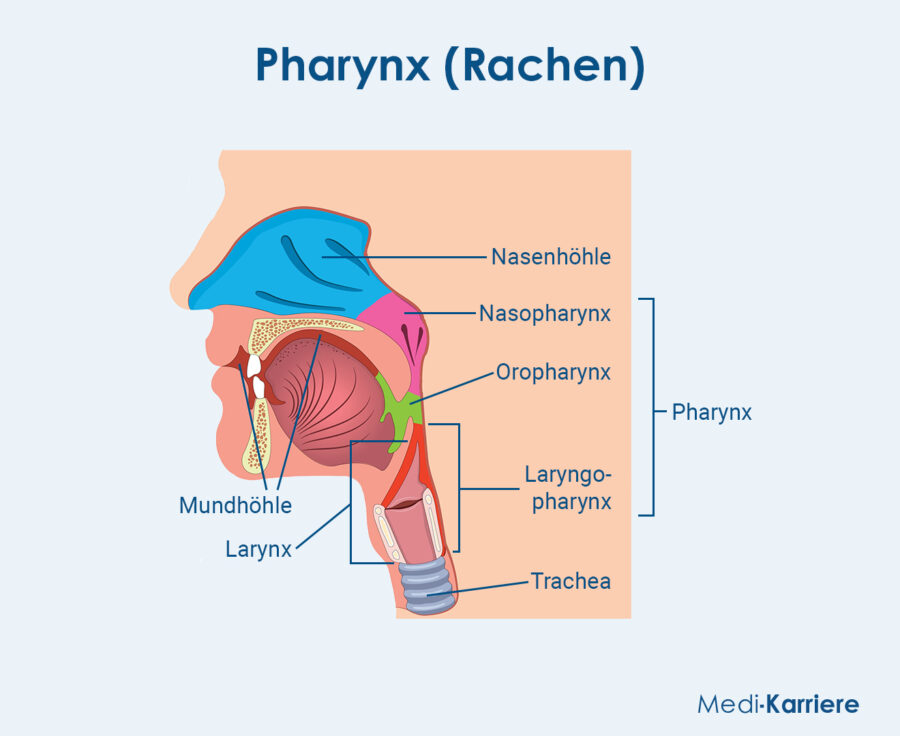 Grafik Pharynx