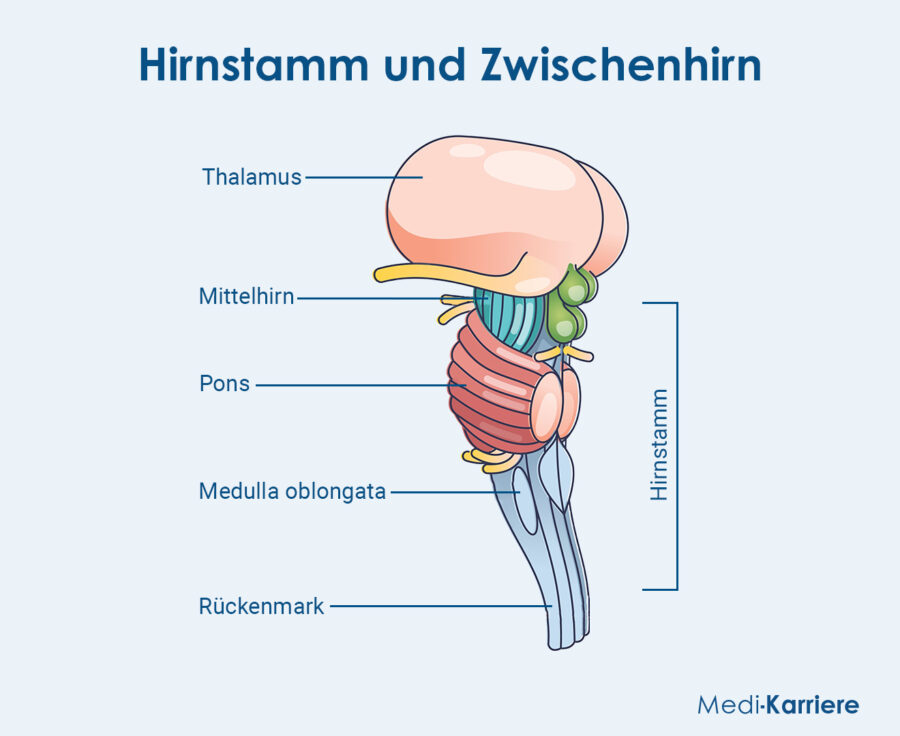 Grafik Stammhirn