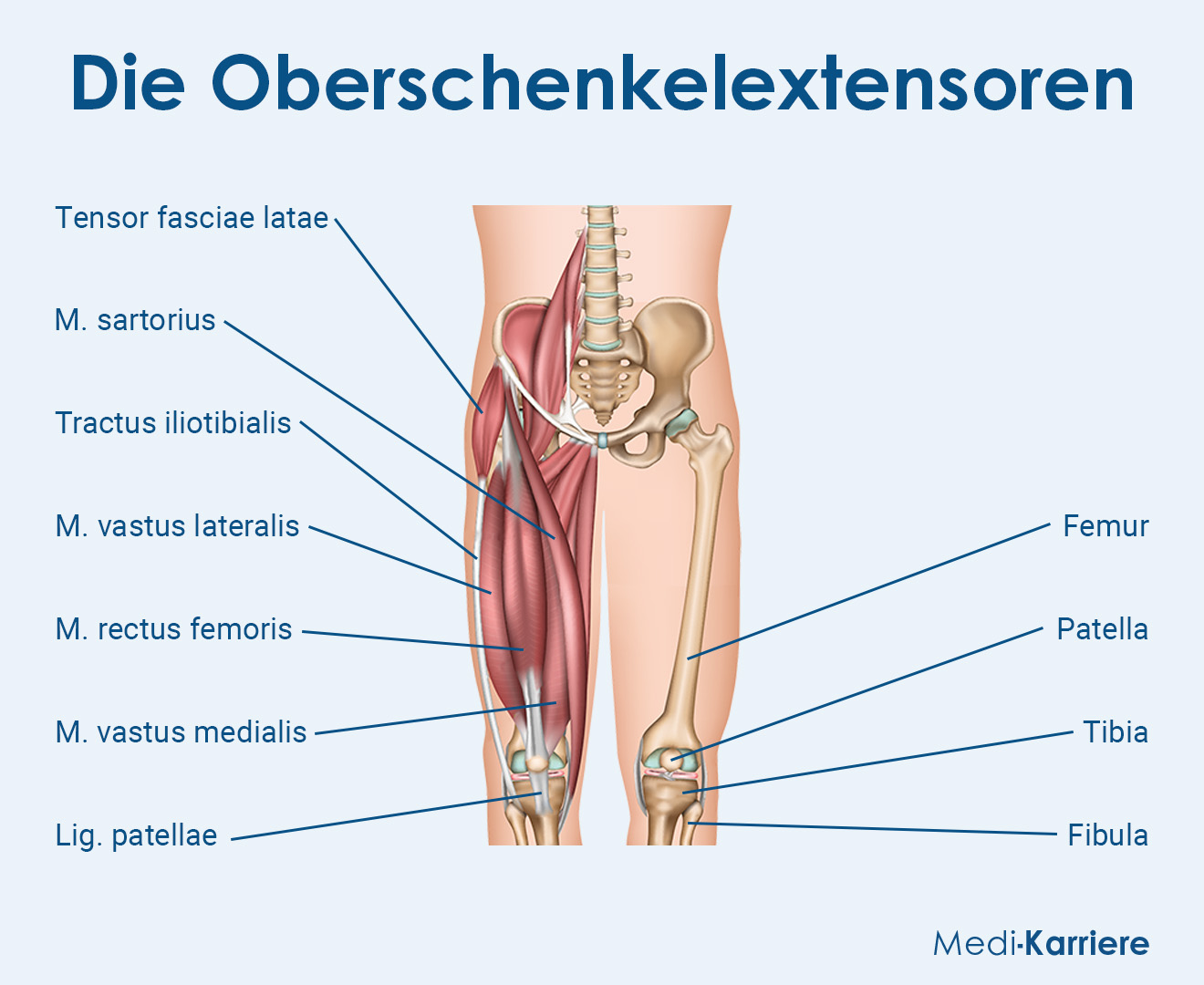 Oberschenkelextensoren Grafik