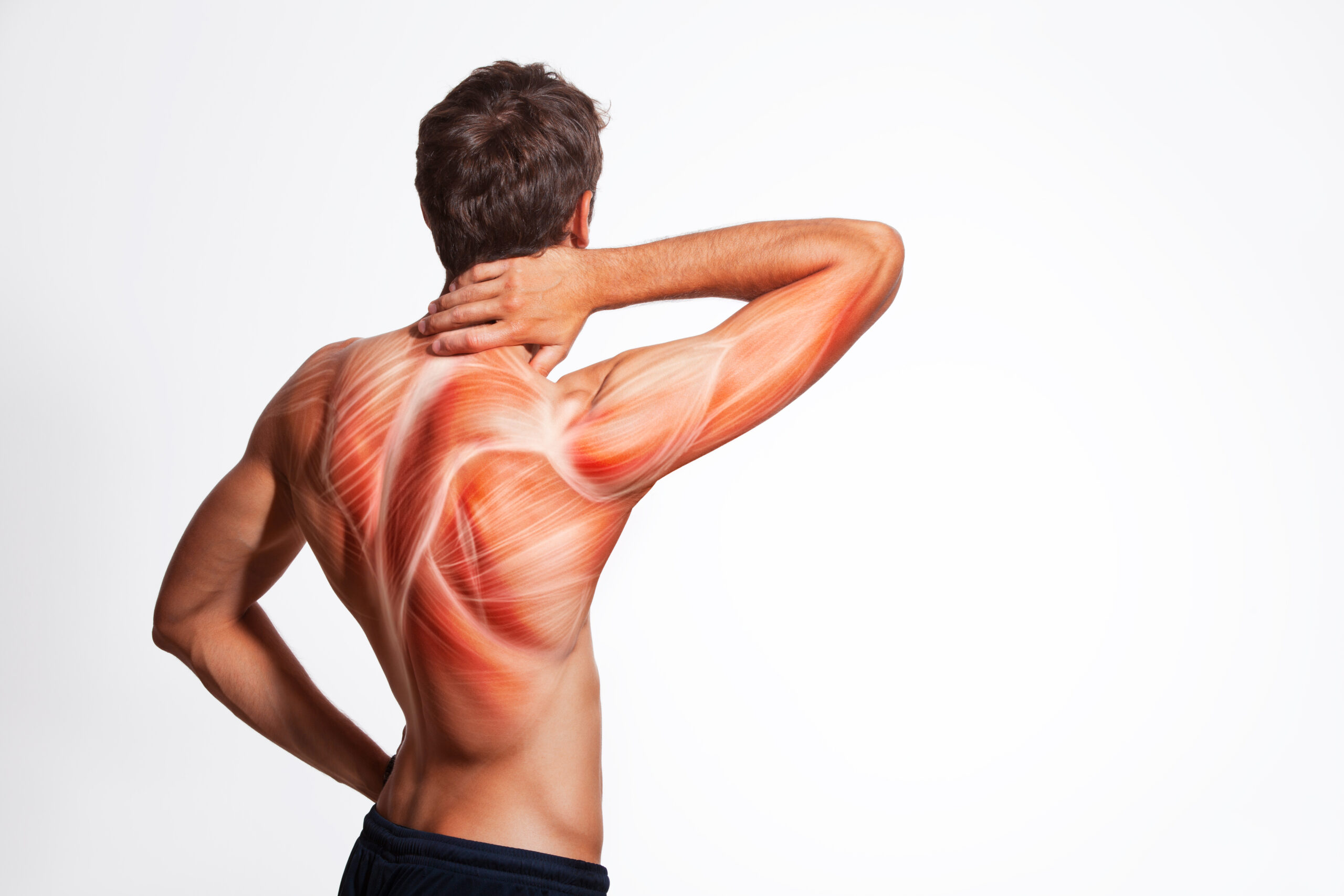 Man's,Back,Muscle,And,Body,Structure.,Human,Body,View,From