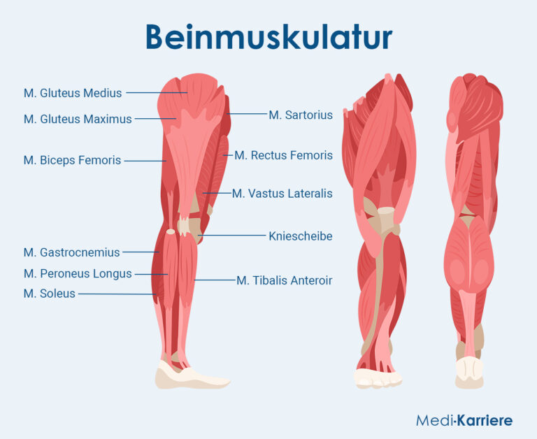 bein-anatomie-funktion-krankheiten