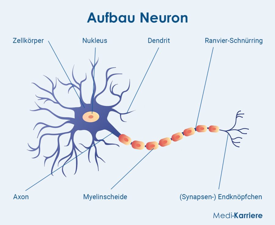 Grafik Axon