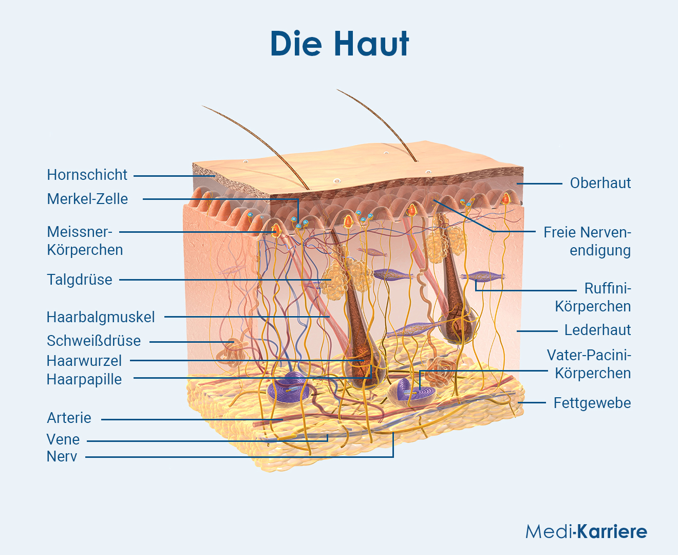 Haut Grafik