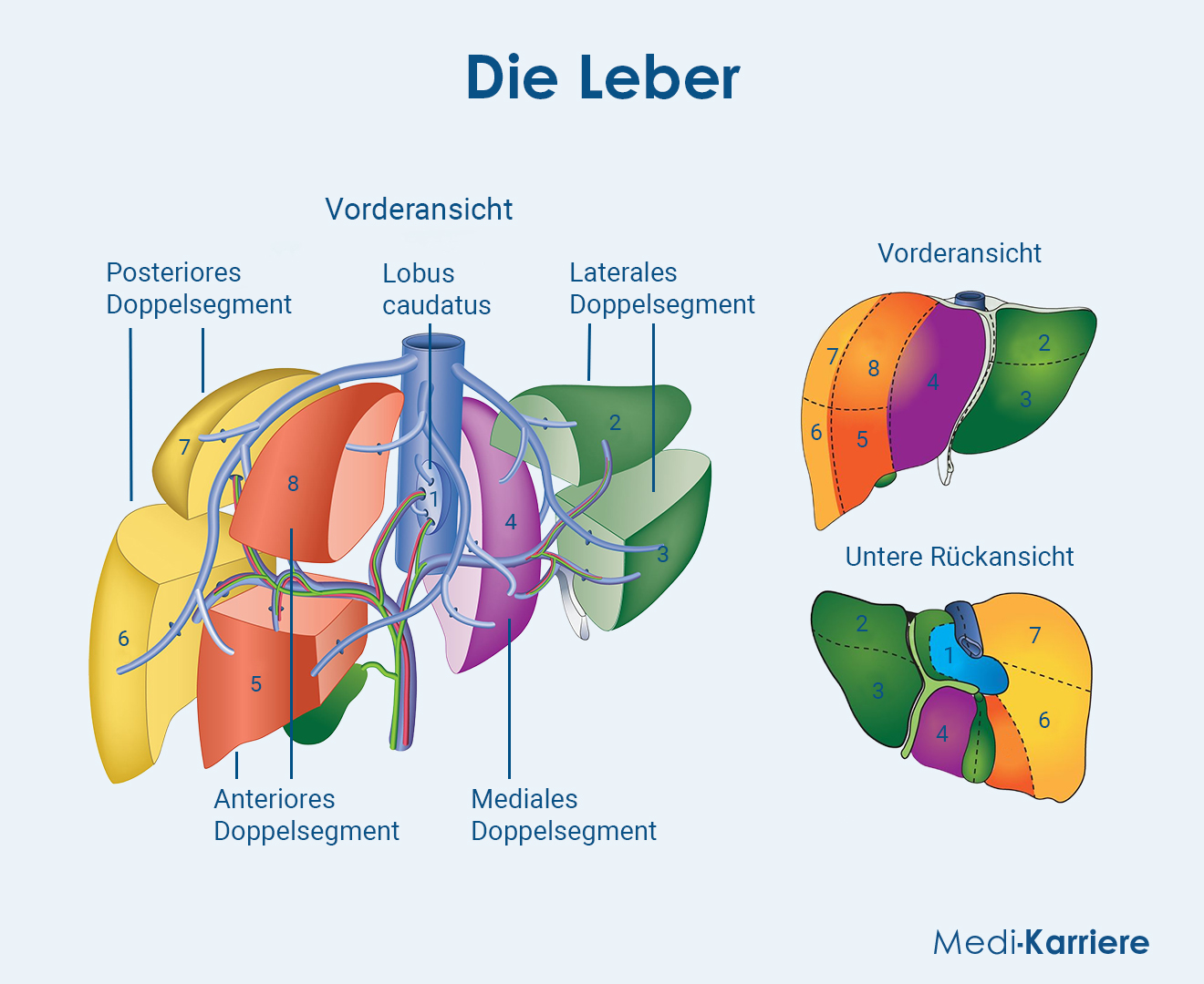 Leber Grafik