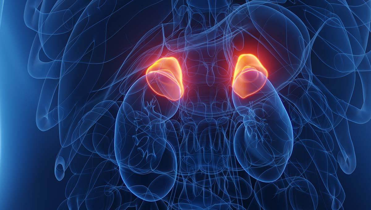 3d,Rendered,Medical,Illustration,Of,A,Woman's,Adrenal,Glands.,Plain