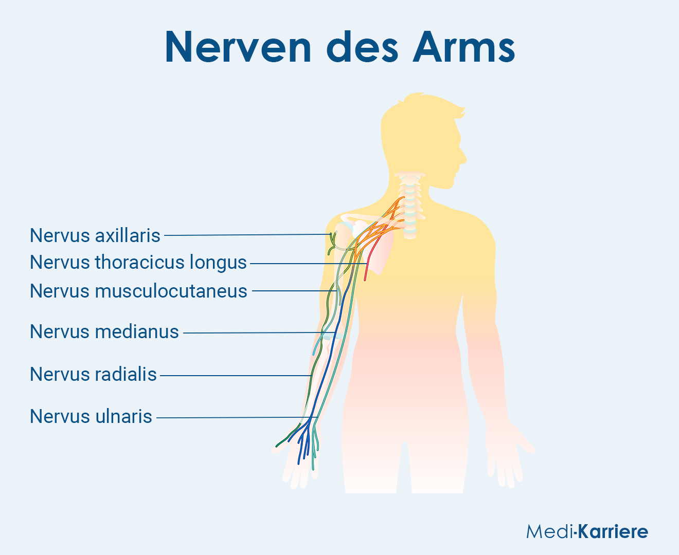 Nervus Ulnaris Anatomie Funktion Schmerzen