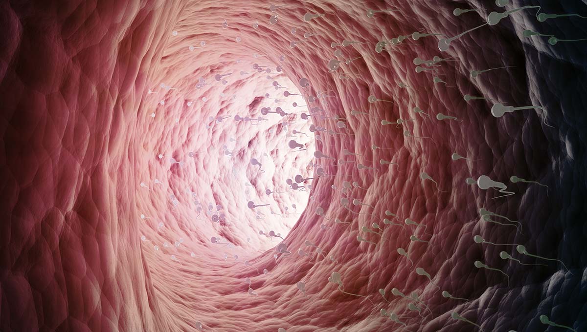 Sperm,Cells,Swimming,Inside,Ductus,Deferens
