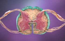 Spinal,Cord,,Cross Section,,3d,Illustration,Showing,Anatomy,Of,The,Human