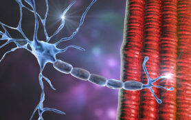 Motor,Neuron,Connecting,To,Muscle,Fiber,,3d,Illustration.,A,Neuromuscular