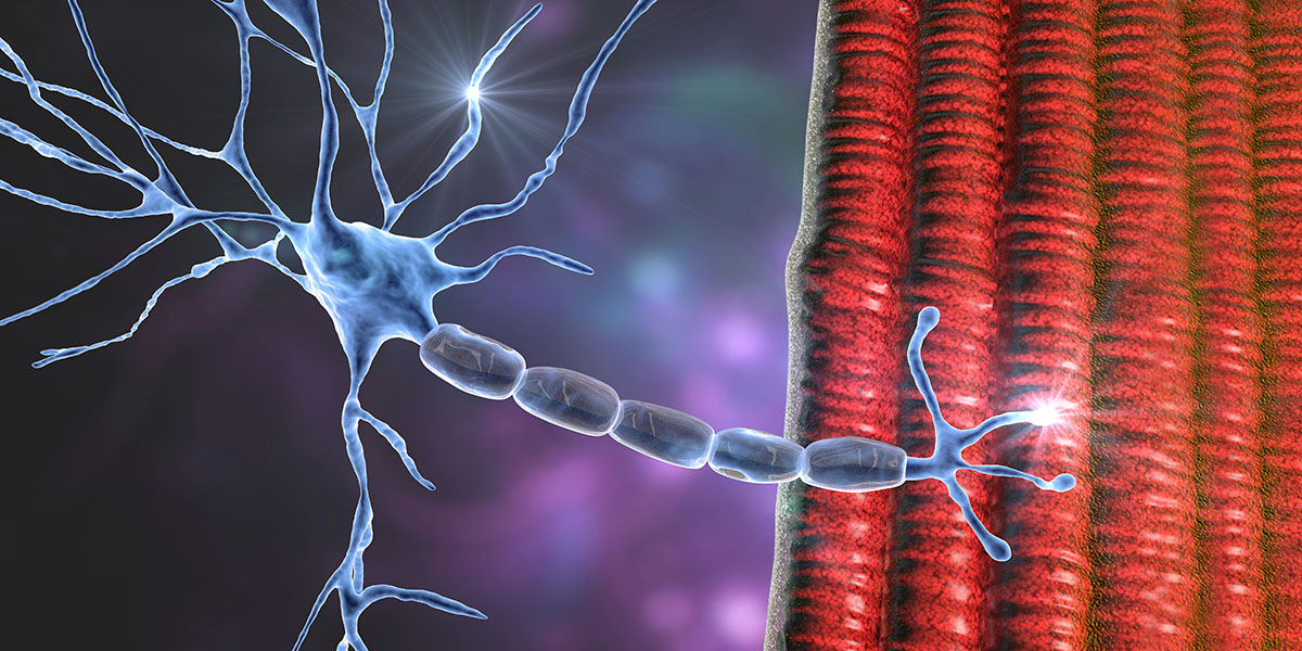 Motor,Neuron,Connecting,To,Muscle,Fiber,,3d,Illustration.,A,Neuromuscular