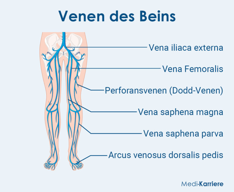 Vena Saphena Parva Definition Anatomie Klinik Vena Saphena Parva Definition Anatomie Klinik