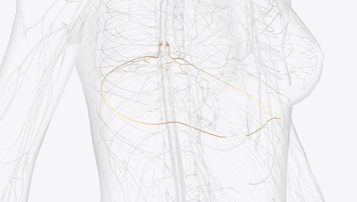 T6,,T7,,T8,Provide,The,Nerve,Network,For,Some,Of