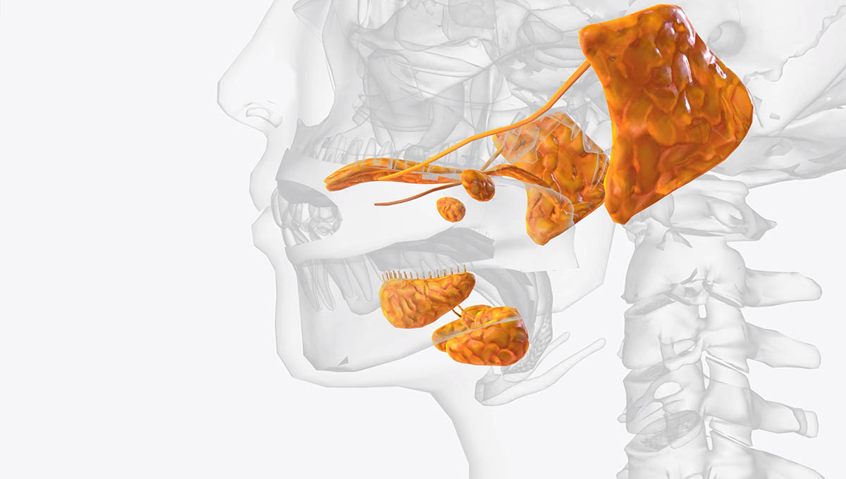 The,Salivary,Glands,In,Many,Vertebrates,Including,Mammals,Are,Exocrine