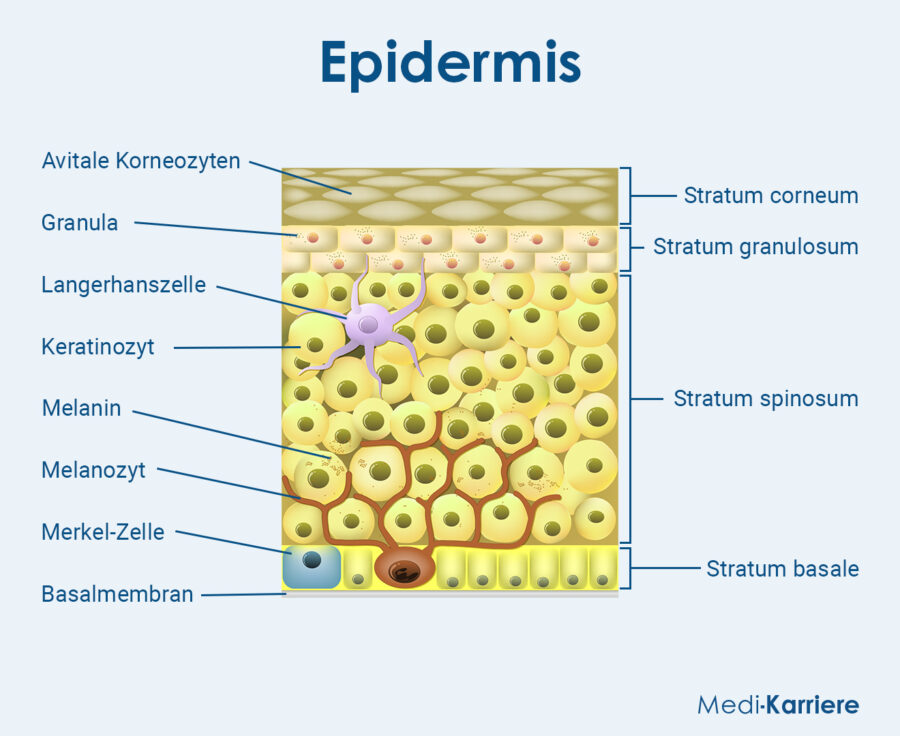 Epidermis Aufbau Und Funktion Medi Karriere