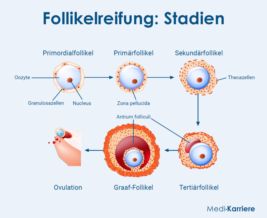 Grafik Follikel