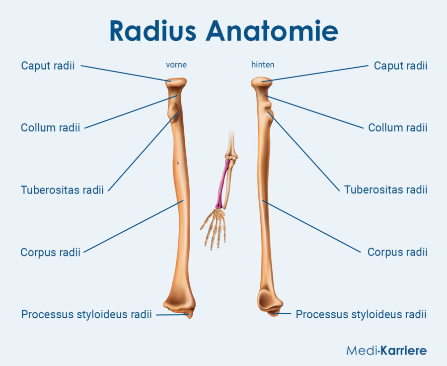 Radius Speiche Anatomie Funktion Und Klinik Medi Karriere Radius Speiche Anatomie Funktion Und Klinik Medi Karriere